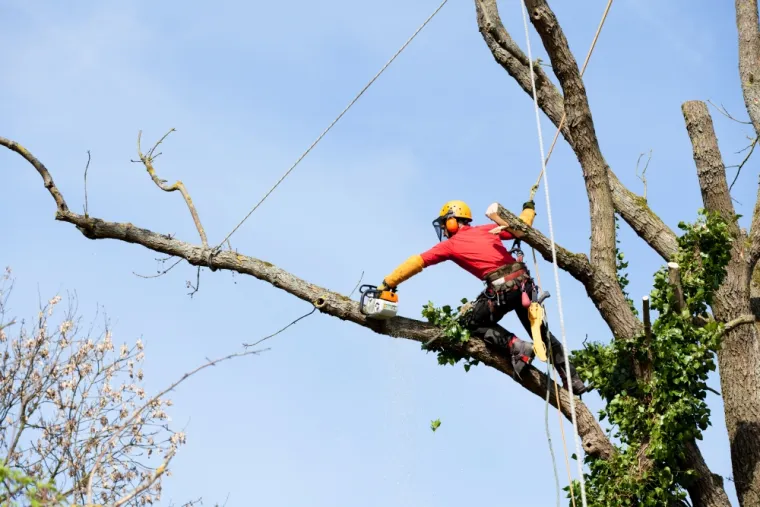 Elagage d'arbre , Soissons, Joachim Services